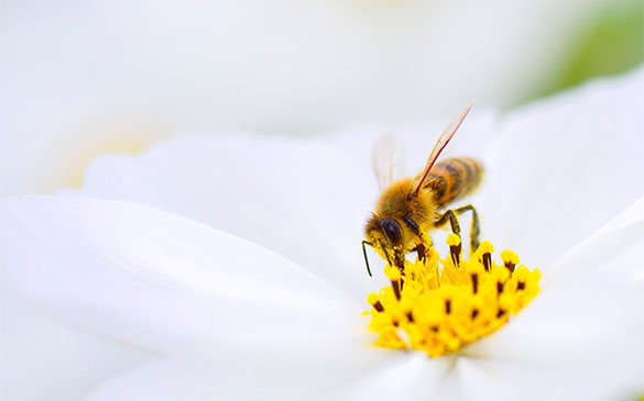 Bienenstock-Nachhaltigkeit Bienenstock-Nachhaltigkeit